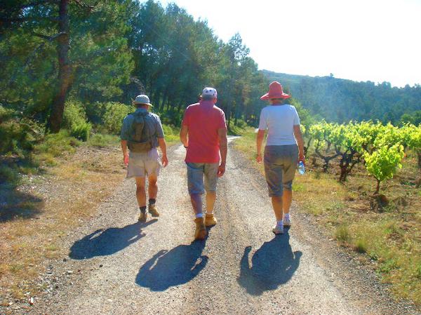 Vineyard walk