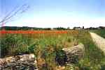 poppies-2-th.jpg - 2352 Bytes