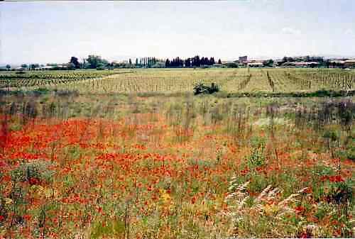 poppies.jpg - 46412 Bytes