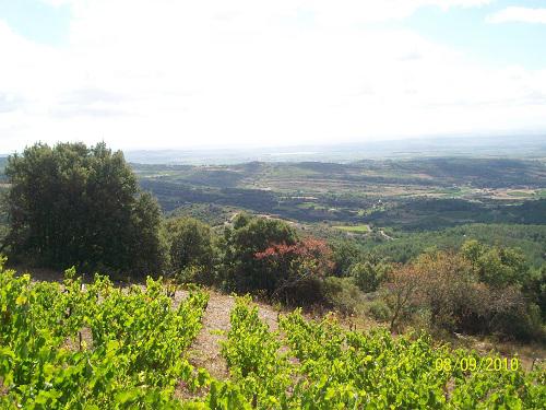 Vineyard walk